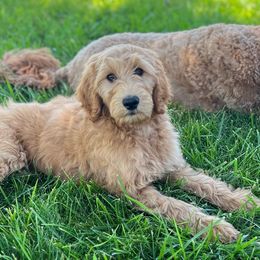 Purple Girl - Red  Goldendoodle puppy in Winters, California from 7HL Doodles