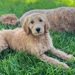Purple Girl - Red  Goldendoodle puppy in Winters, California from 7HL Doodles