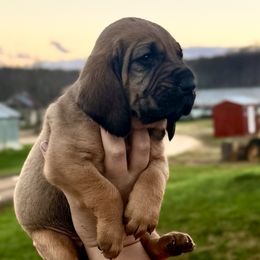 Chauncey - Red male Bloodhound puppy in Conway, Missouri from Ozark Mountain Kennel