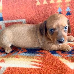Mocha - Chocolate female Dachshund puppy in Okeechobee, Florida from HotShot Kennels