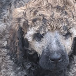 "Delilah" Poodle Puppies from Rockin' Rose Standard Poodles