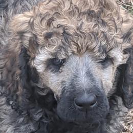 "Delilah" Poodle Puppies from Rockin' Rose Standard Poodles