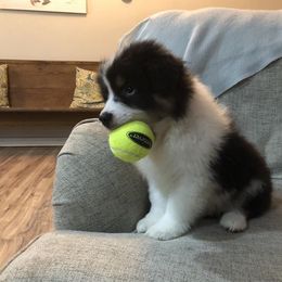 Australian Shepherd Puppies from Satterfield Family Farms