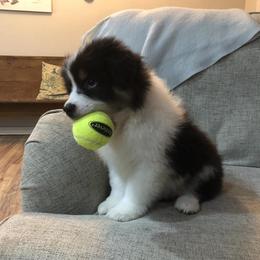 Australian Shepherd Puppies from Satterfield Family Farms