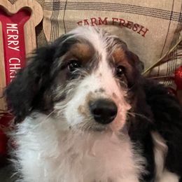 1 - Black tri-color female Aussiedoodle puppy in Tenino, Washington from Silvercreek Aussies and Aussiedoodles