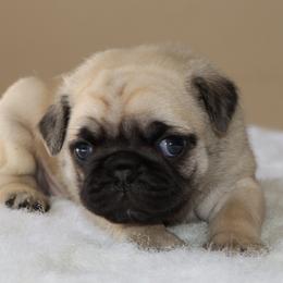 Teddy - Fawn male Pug puppy in Winnsboro, Texas from Southern pugs