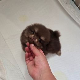 Pomeranian Puppies from Twins Dream Kennel