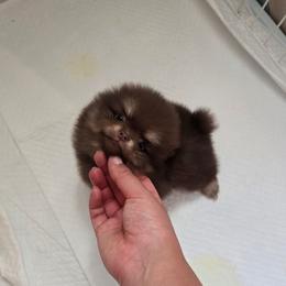 Pomeranian Puppies from Twins Dream Kennel