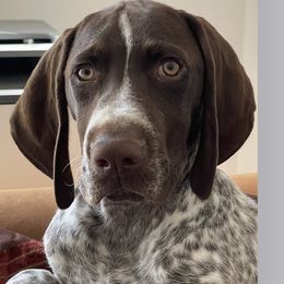 Bull - German Shorthaired Pointer
