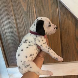 Boy 4 - White and black male Dalmatian puppy in Newfoundland, Pennsylvania from Poconopaws