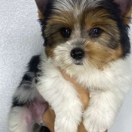 Parti boy - Parti male Yorkshire Terrier puppy in Kissimmee, Florida from M&R Yorkies