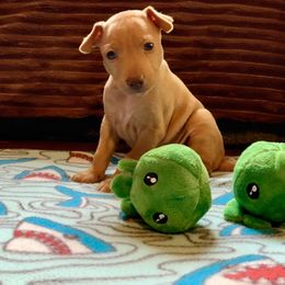 Cirneco dell’Etna Puppies from Ember Hill Cirnechi
