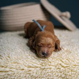 Ruby - Red  female Goldendoodle puppy in Duncan, South Carolina from Abner Creek Poodles & Doodles