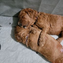 Poodle Puppies from Big Stretch