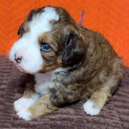 Opal - Tri-color female Bernedoodle puppy in Bradenton, Florida from Peanut Butter Doodles