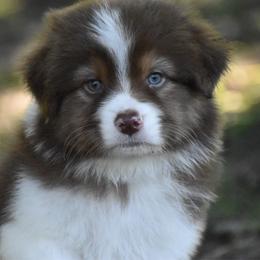 Rowan - Red tri-color male Australian Shepherd puppy in Easton, Missouri from MMA Kennel