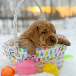 Jade - Yellow female Labrador Retriever puppy in Isle, Minnesota from Dog Ear Outfitters
