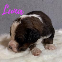 Luna - Tri-color female Bernedoodle puppy in Battle Creek, Michigan from T-Rose’s Bernedoodle & Pomsky Puppies