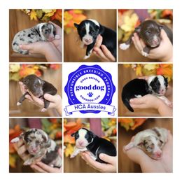 Australian Shepherd Puppies from HCA Aussies