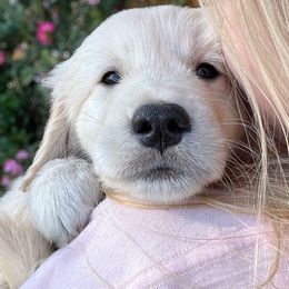 Boy 4 - Golden male Golden Retriever puppy in Murfreesboro, Tennessee from ATW Retrievers