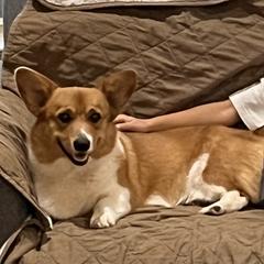 Bene - Pembroke Welsh Corgi