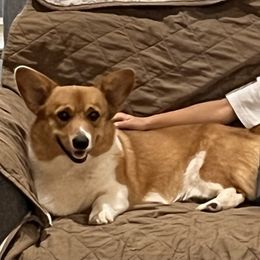 Bene - Pembroke Welsh Corgi