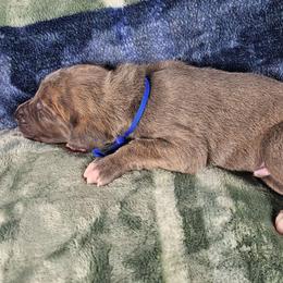 Rook - Blue brindle male Great Dane puppy in Lebanon, Virginia from North Cedar Danes