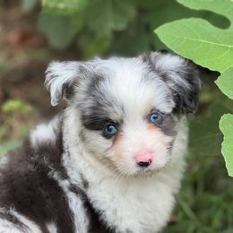 Scottish Terrier and Toy Australian Shepherd Puppies from Pecan Creek