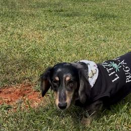 Dachshund All Grown Up from Doxie Bunch