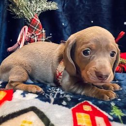 Dachshunds from J&H southern Mini Dachshunds