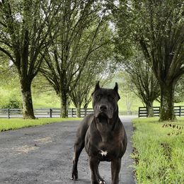 Nyx - American Pit Bull Terrier