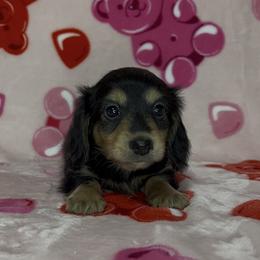 Cupid - Black and cream male Dachshund puppy in Poteau, Oklahoma from Sisters Dazzling Dachshunds