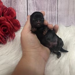 Boy 2 - Black and tan male Shih Tzu puppy in Tenino, Washington from Fantasy Realm Shih Tzus