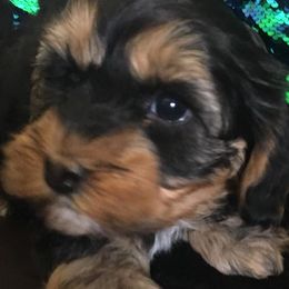 Bichon Frises and Yorkshire Terriers from DreamCatcher Farm