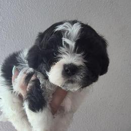 Valentina - Black and white female Shih Tzu puppy in Ocala, Florida from Yorkie  And Shih Tzu Love