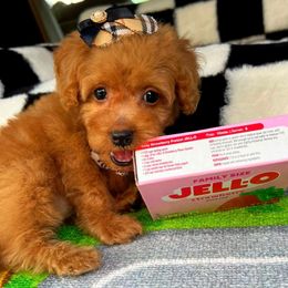 Dolce - Apricot female Maltipoo puppy in Sugar Land, Texas from Celebrity Maltipoos