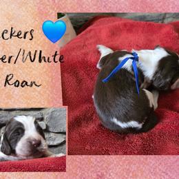 Snickers - Liver white and roan male English Springer Spaniel puppy in Freeland, Michigan from McNally's Springer Spaniels