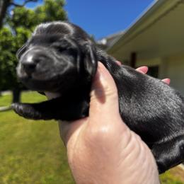 Eva - Black female Dachshund puppy in Bentonville, Arkansas from T & D Dachshunds by design
