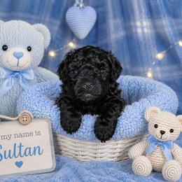 Sultan - Black male Shihpoo puppy in Hertford, North Carolina from Heaven Sent Shihpoo's