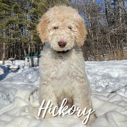 Hickory - Cream Goldendoodle puppy in Conway, New Hampshire from Arbor Grace Doodles