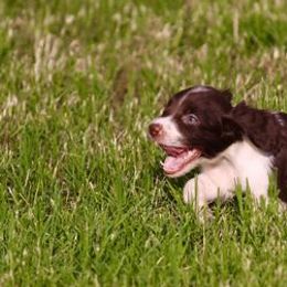 English Springer Spaniels and Labrador Retrievers from Dark Timber Spaniels