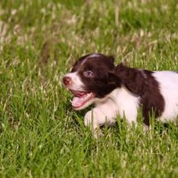 English Springer Spaniels and Labrador Retrievers from Dark Timber Spaniels