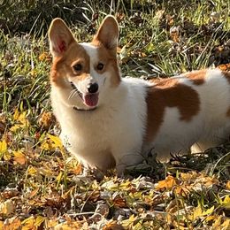 Ranger - Pembroke Welsh Corgi