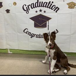 Border Collie Puppies from SoCal Border Collies