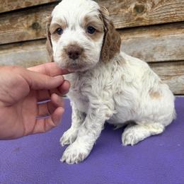 Raeden - Red roan male Cockapoo puppy in Connersville, Indiana from MoonShine Babies