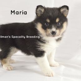 Pomeranian and Pomsky Puppies from Spillman's Specialty Breeding