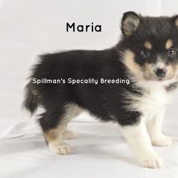 Pomeranian and Pomsky Puppies from Spillman's Specialty Breeding