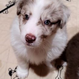 Trick - Red merle male Australian Shepherd puppy in Lubbock, Texas from Barn Raised Aussies