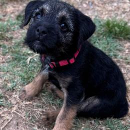 Red - Blue and tan male Border Terrier puppy in Lexington, North Carolina from Windy Lane Border Terriers
