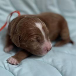 Finn - Red  male Goldendoodle puppy in Placerville, California from New Dawn Poodles and Doodles